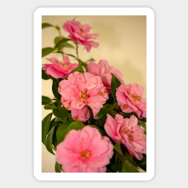 Camellia flowers Sticker by Gaspar Avila